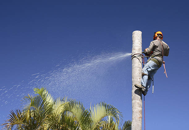 Best Root Management and Removal  in Conrad, IA